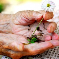 alte Hand mit Gänseblümchen © Monia - Fotolia.com