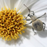 Dickmaulrüssler in Blüte, Bildrechte Malin Jo - Fotolia.com
