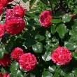 Rote Rosen