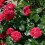 Rote Rosen