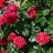 Rote Rosen