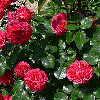 Rote Rosen