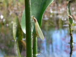 frisch geschlüpfte Libelle mit Larvenhülle hinterm Stengel Frisch geschlüfte Libelle