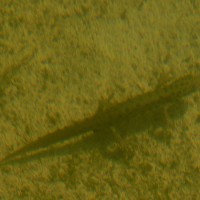 Kammolch Weibchen in ca. 1m Wassertiefe von oben geknipst
