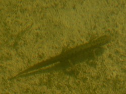 Kammolch Weibchen in ca. 1m Wassertiefe von oben geknipst Kammolch Weibchen in ca. 1m Wassertiefe von oben geknipst