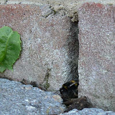 Auch Hummeln bauen Nester über Stoßfugen