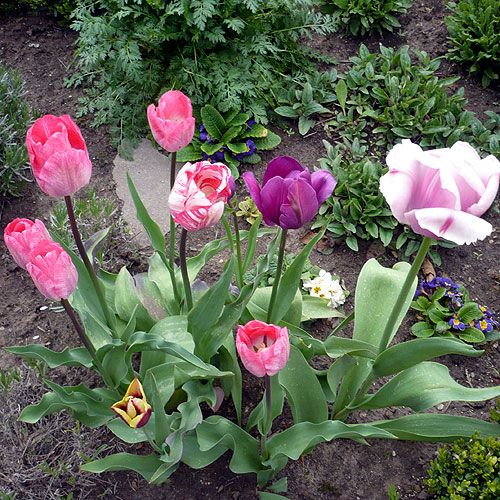 Tulpen im Garten als Frühlingsboten