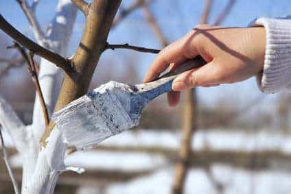 Winterlicher Baumschutz für den Garten im Winter