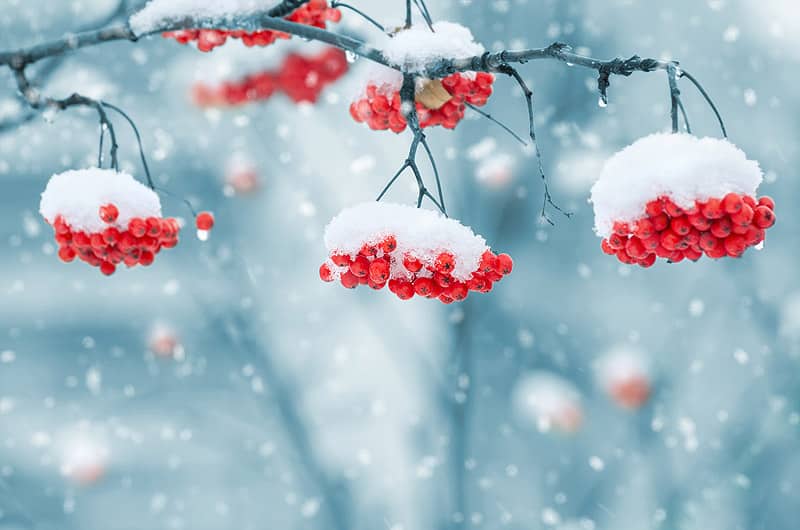 Schnee im Garten