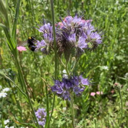 Blaue Blüte mit Hummel