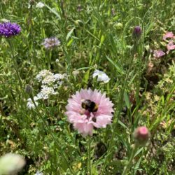 Blüte mit Hummel