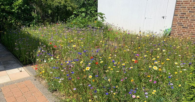 Insektenfreundlicher Garten dank Blumenwiese