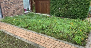 Blumenwiese-nach-der-Maad-Erste-Blumen-wachsen-schon-wieder