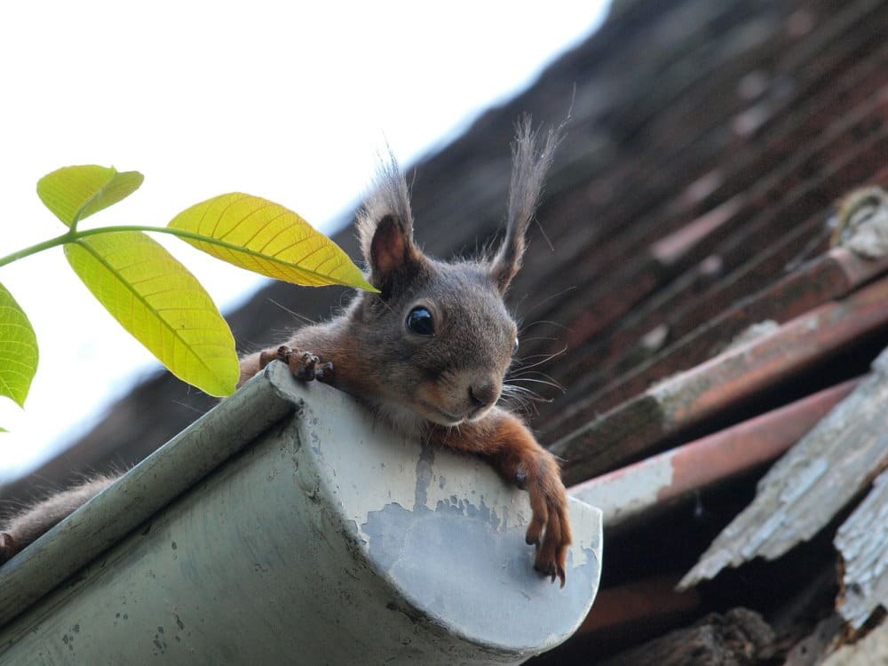 Eichhörnchen bei der Dachrinnenreinigung