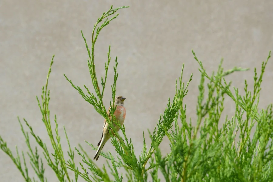 Ein Bluthänfling sitzt auf Koniferen Hecke