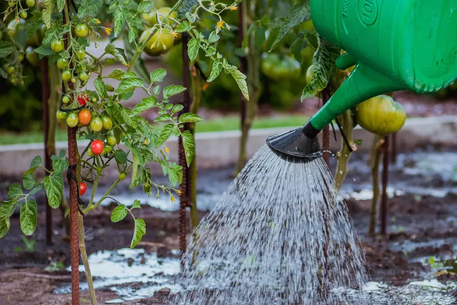 Gartenpflanzen werden mit Kanne gegossen