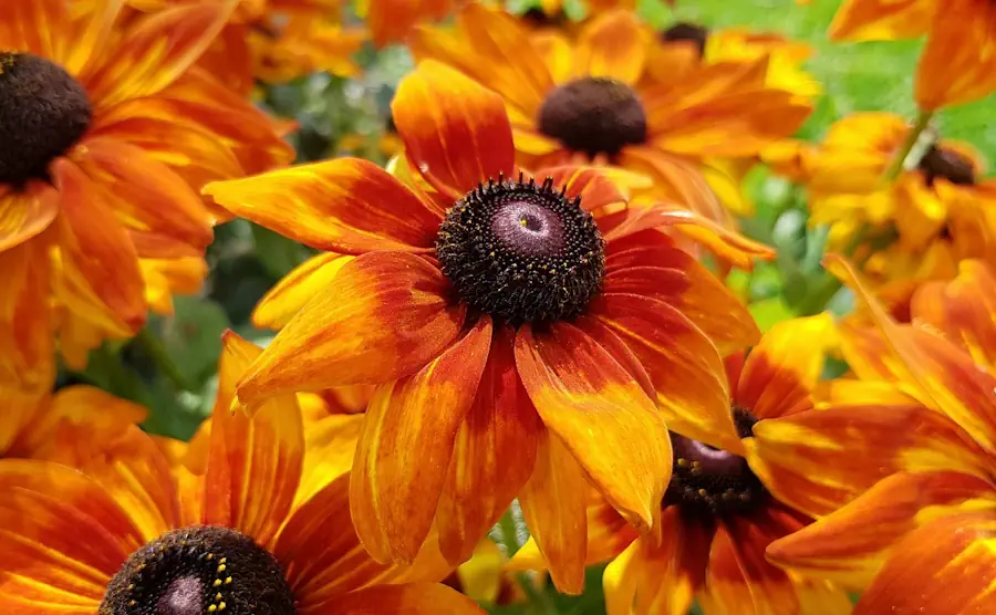 Pflanzenarten wie blühende Blumen verschönern jeden Garten