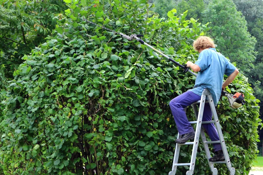 Sicheres Arbeiten im Garten beim Hecke schneiden