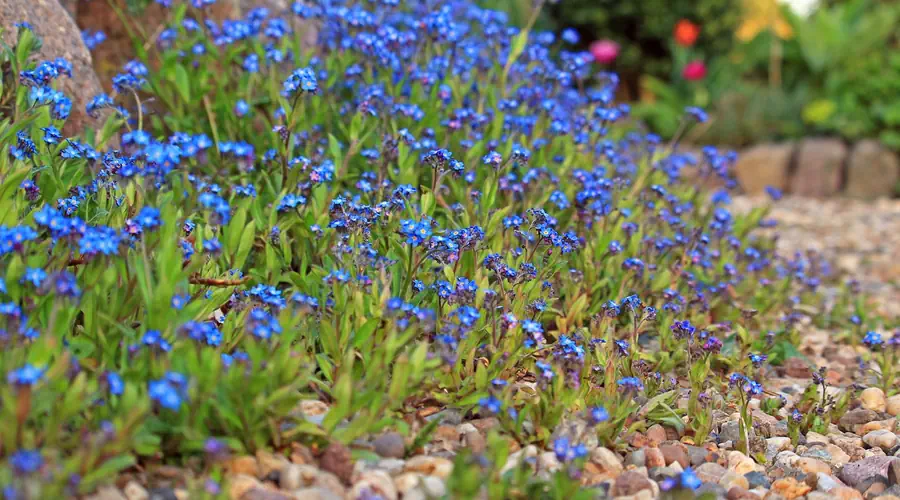 Splitt auf Gartenweg zwischen Blumen