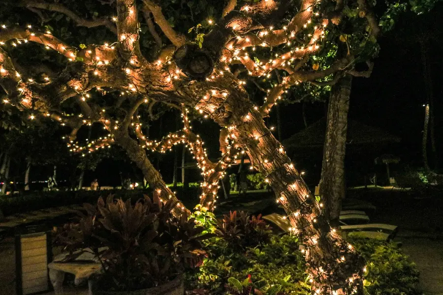 Stimmungsvolle Weihnachtsbeleuchtung im Garten