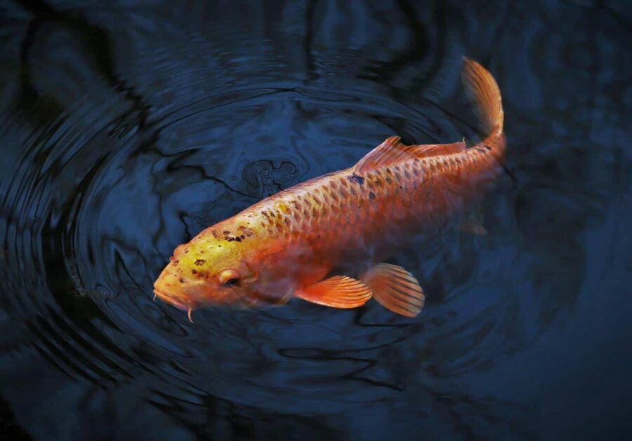 Für Zierfische den Gartenteich richtig reinigen